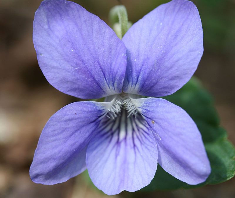 (Donkersporig/Bleeksporig) bosviooltje