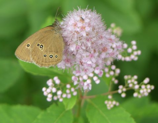 SNL-rapportage: zichtbaar werk op de Gorsselse Heide