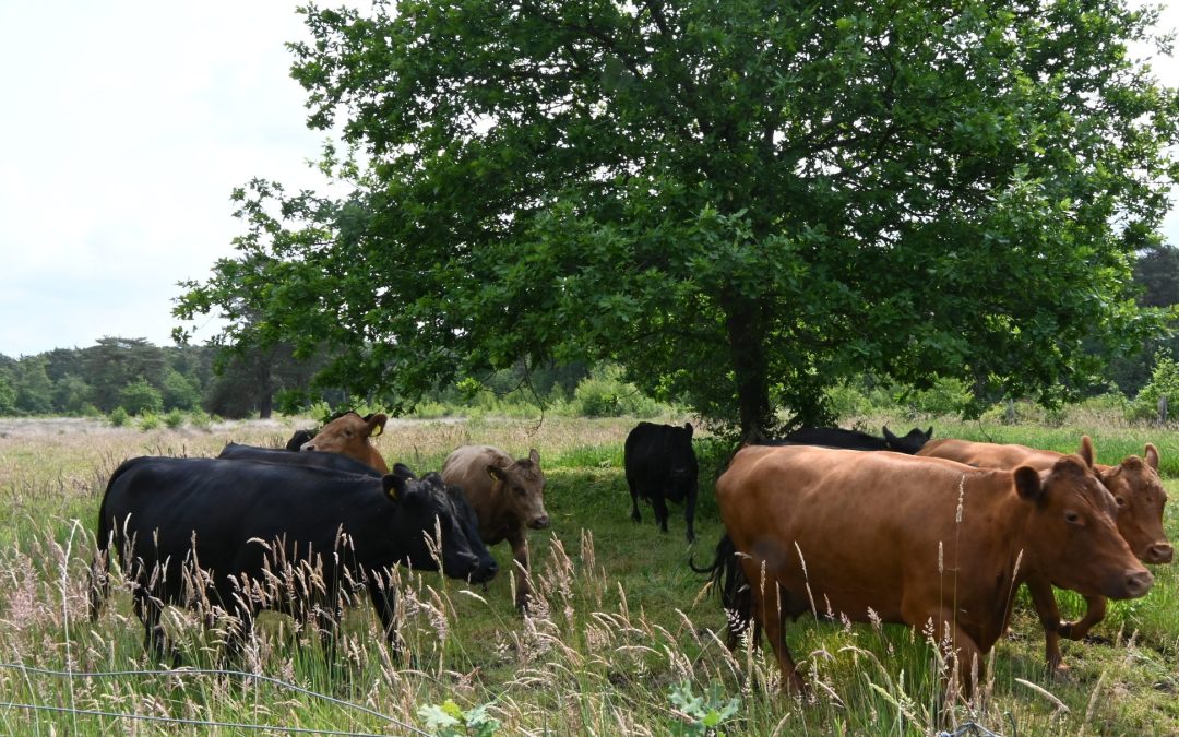 Dexter koeien op de Gorsselse Heide