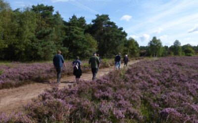 Zondag 2 augustus: de heide bloeit en ‘ vroeger’